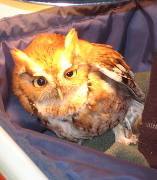 Illustration for article titled Ever notice how owls always look...